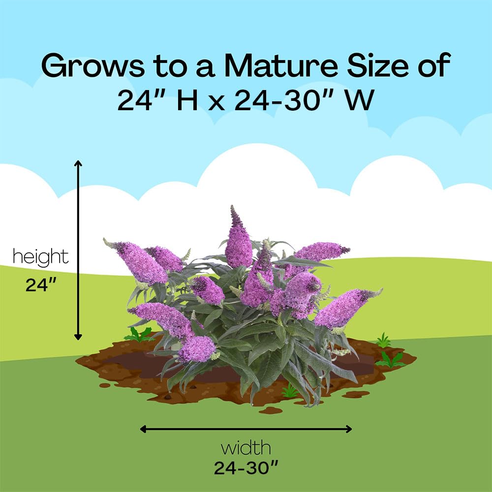 Proven Winners Pugster Pinker arriving in 2-gallon pot showing shipping condition and readiness