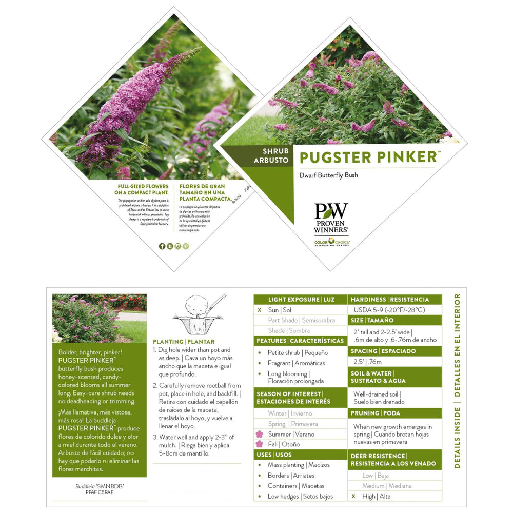 Proven Winners Pugster Pinker stem and foliage detail demonstrating sturdy stems and leaf texture