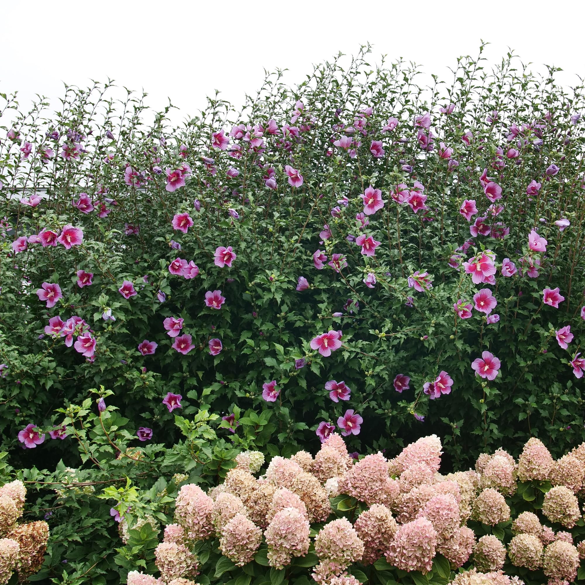 Proven Winners Purple Pillar in a large container offering portable color and privacy