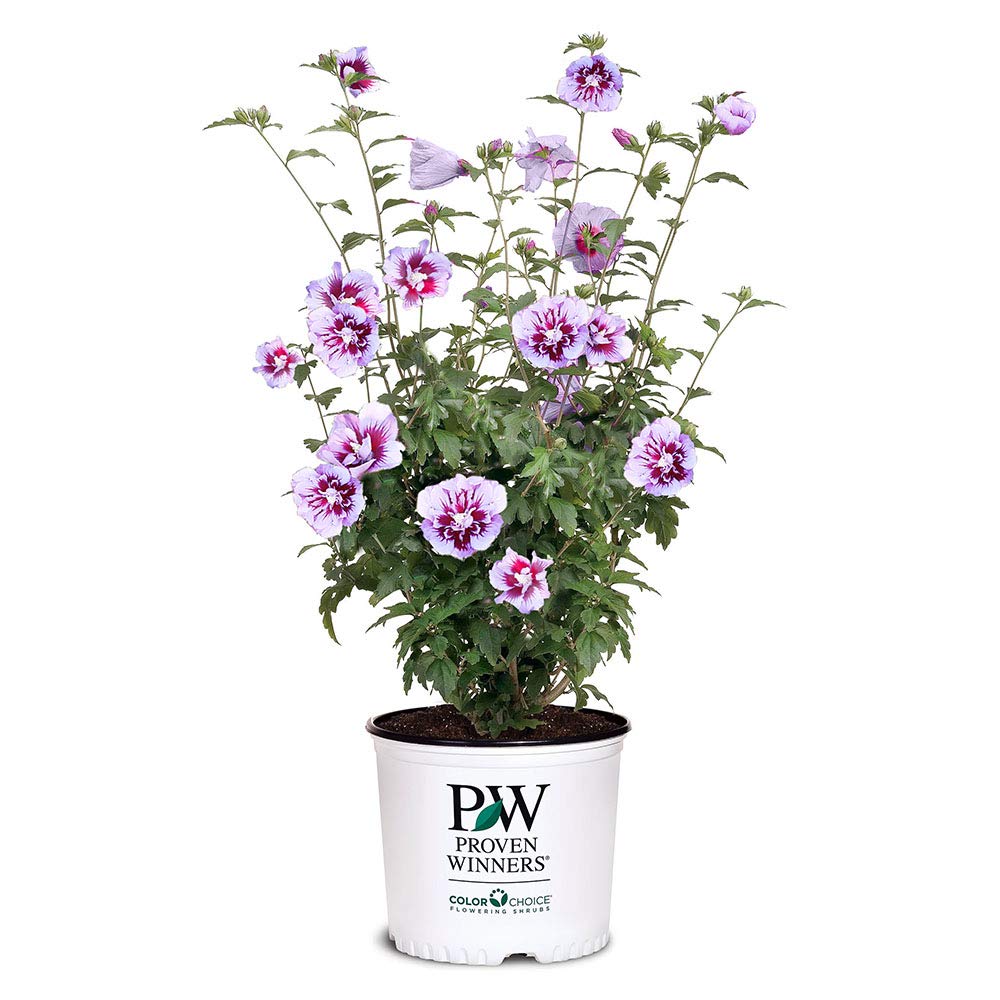 Proven Winners Purple Pillar front view showing narrow upright form and color benefit