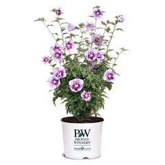 Proven Winners Purple Pillar front view showing narrow upright form and color benefit