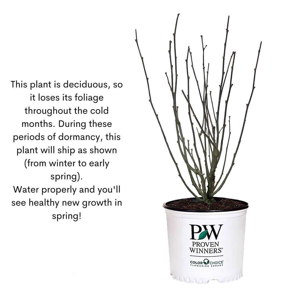 Proven Winners Purple Pillar packaged for shipment dormant and trimmed for health