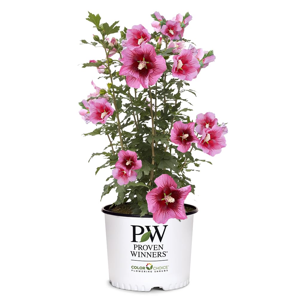 Proven Winners Red Pillar front view showing narrow column and abundant blooms for space-saving color