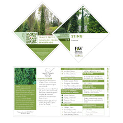 Proven Winners Sting close-up of dark green foliage highlighting texture and winter color benefit