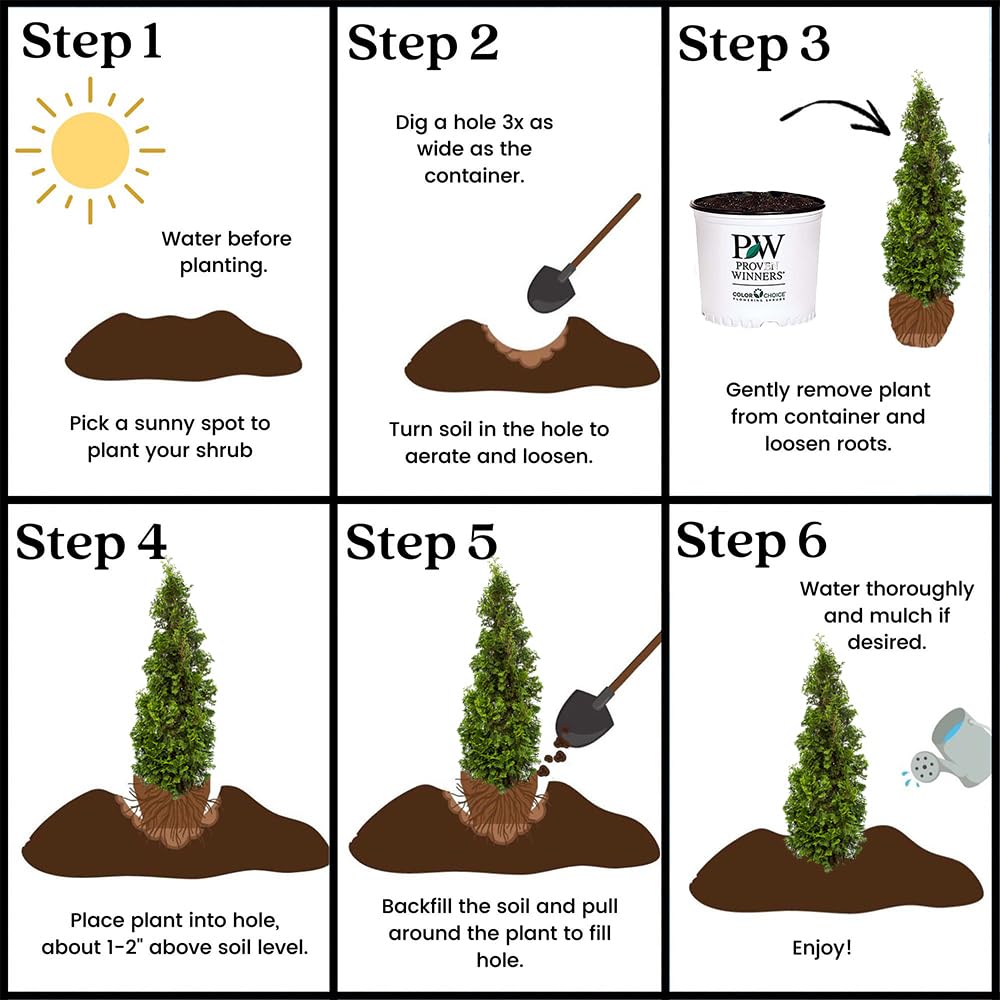 Proven Winners Sting nursery label and 2-gallon pot showing cultivar ID and ready-to-plant benefit