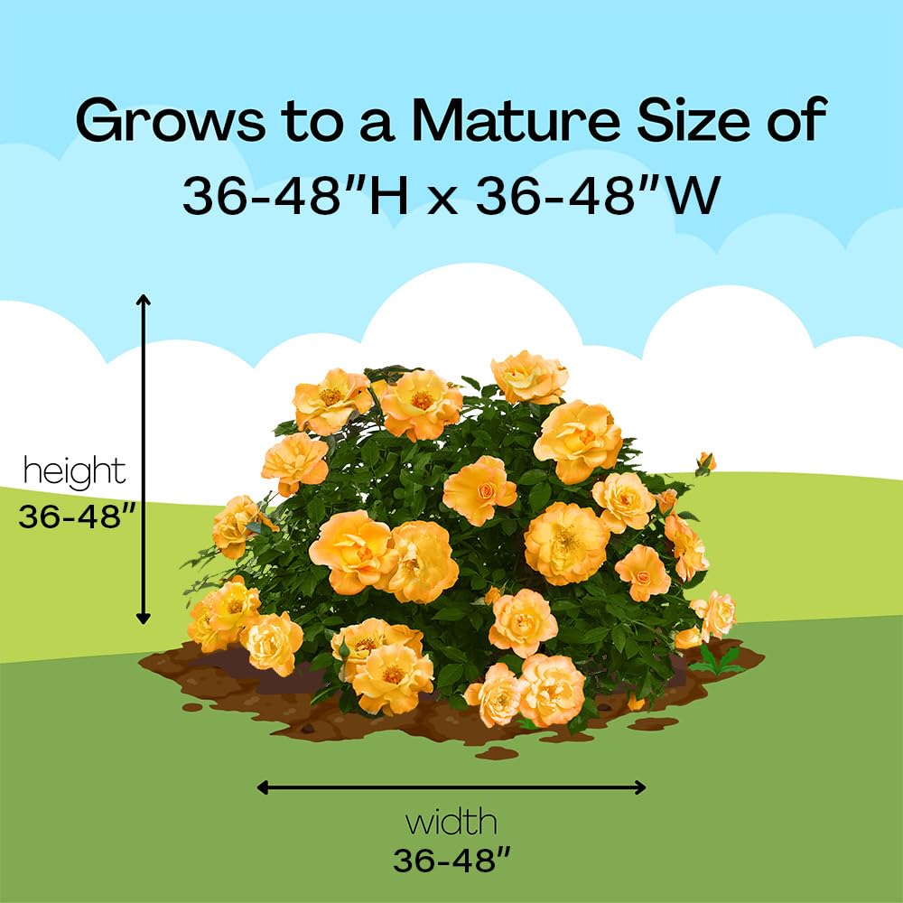 Proven Winners Suñorita buds opening sequence showing color progression and repeated blooming
