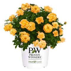 Proven Winners Suñorita front view showing compact shrub and vibrant blooms for curb appeal