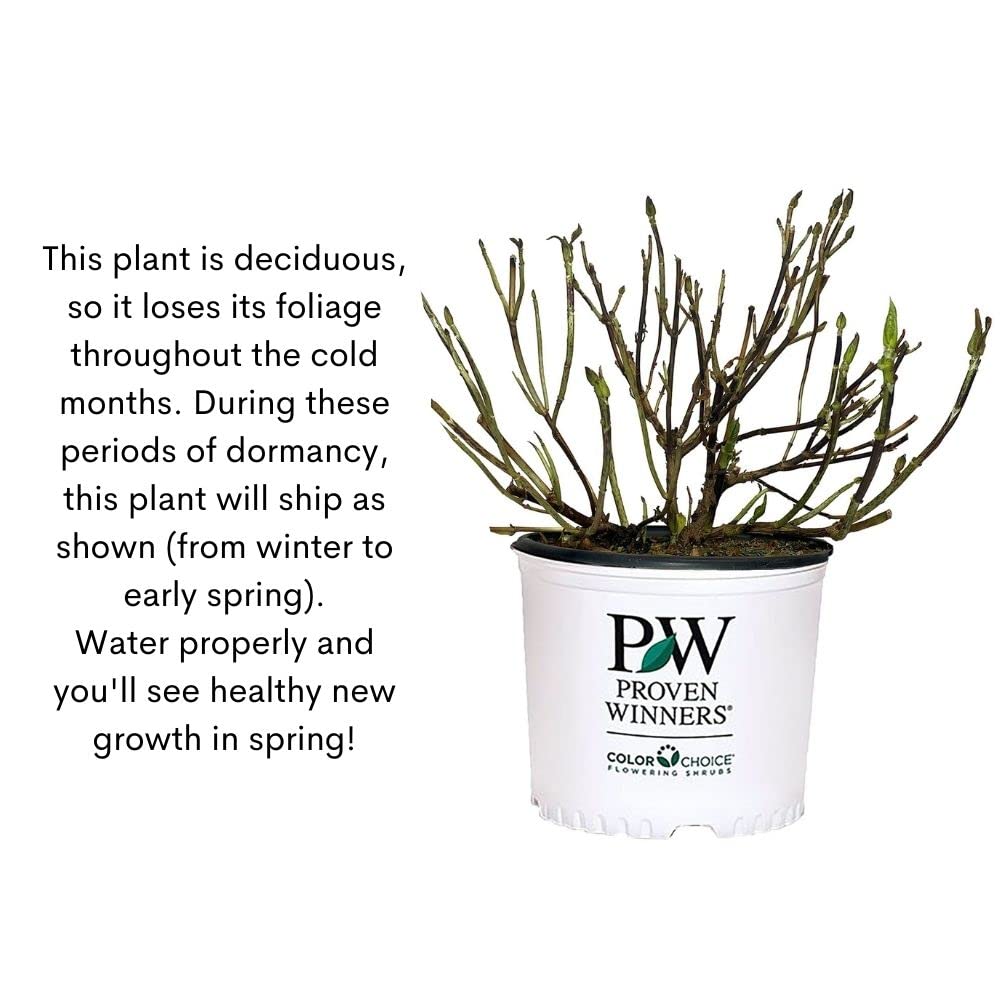 Proven Winners dormant plant packaged for shipping, indicates safe delivery and storage