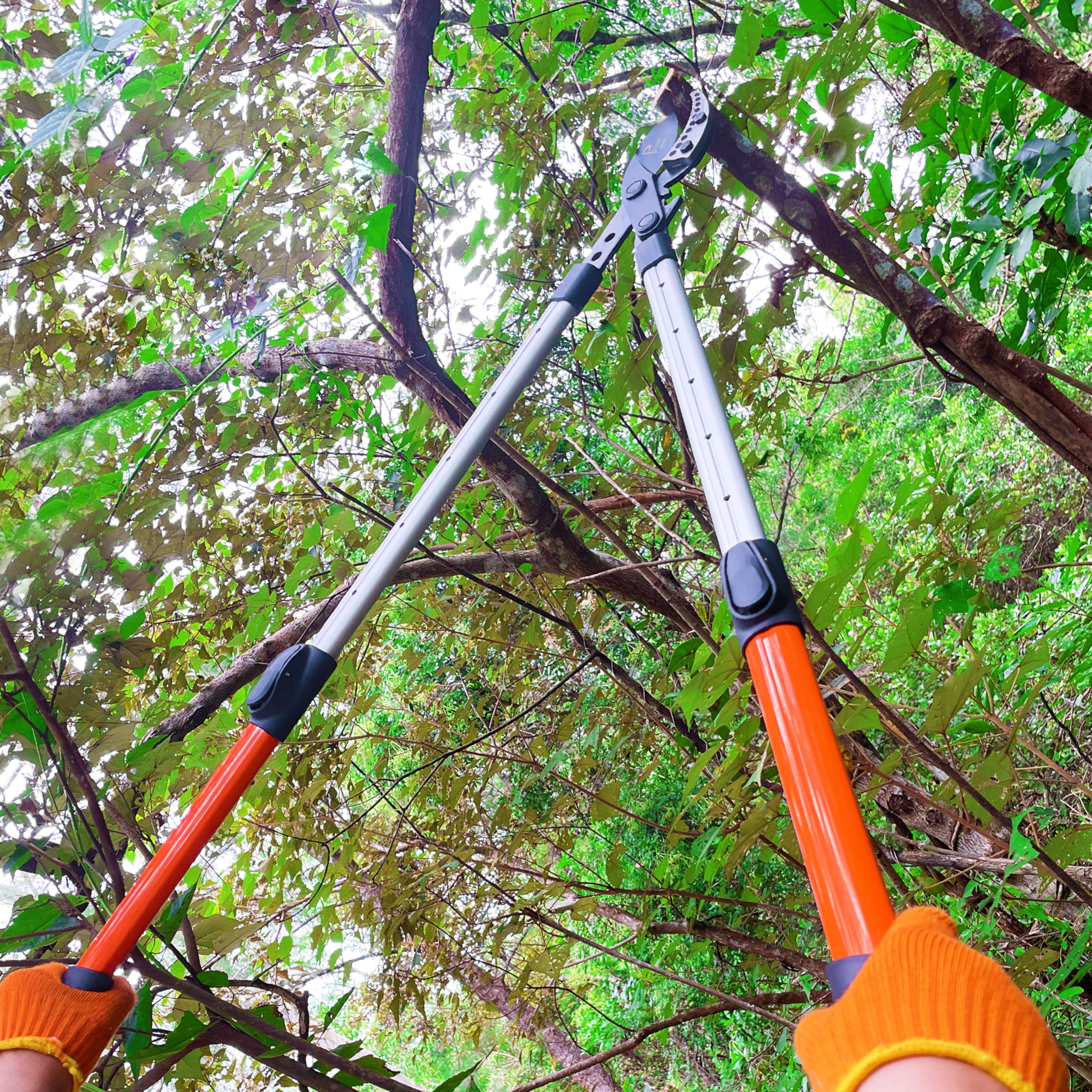 Prunrt loppers next to ruler showing telescopic 26 to 40 inch scale for reach