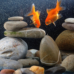 Pulovin stones lining aquarium floor providing natural look and safe substrate for aquatic life