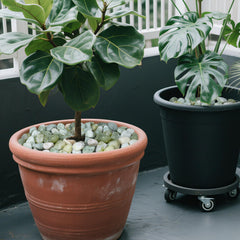 Pulovin pebbles in a plant pot creating tidy top-dressing aesthetic