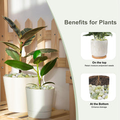 Pulovin pebbles topping a potted plant for neat appearance and protection