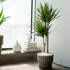 Pulovin stones used as plant pot top dressing protecting soil and improving drainage