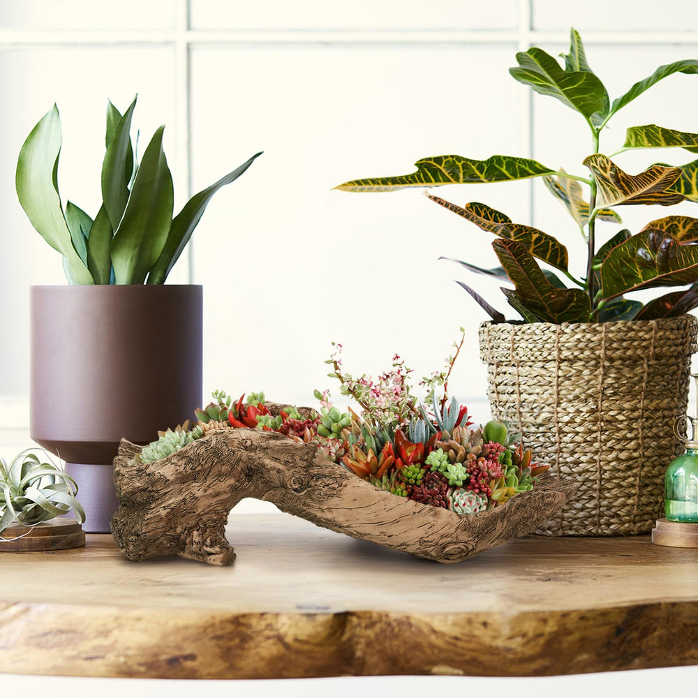 Pumtus on office desk with plants showing decorative accent and low maintenance
