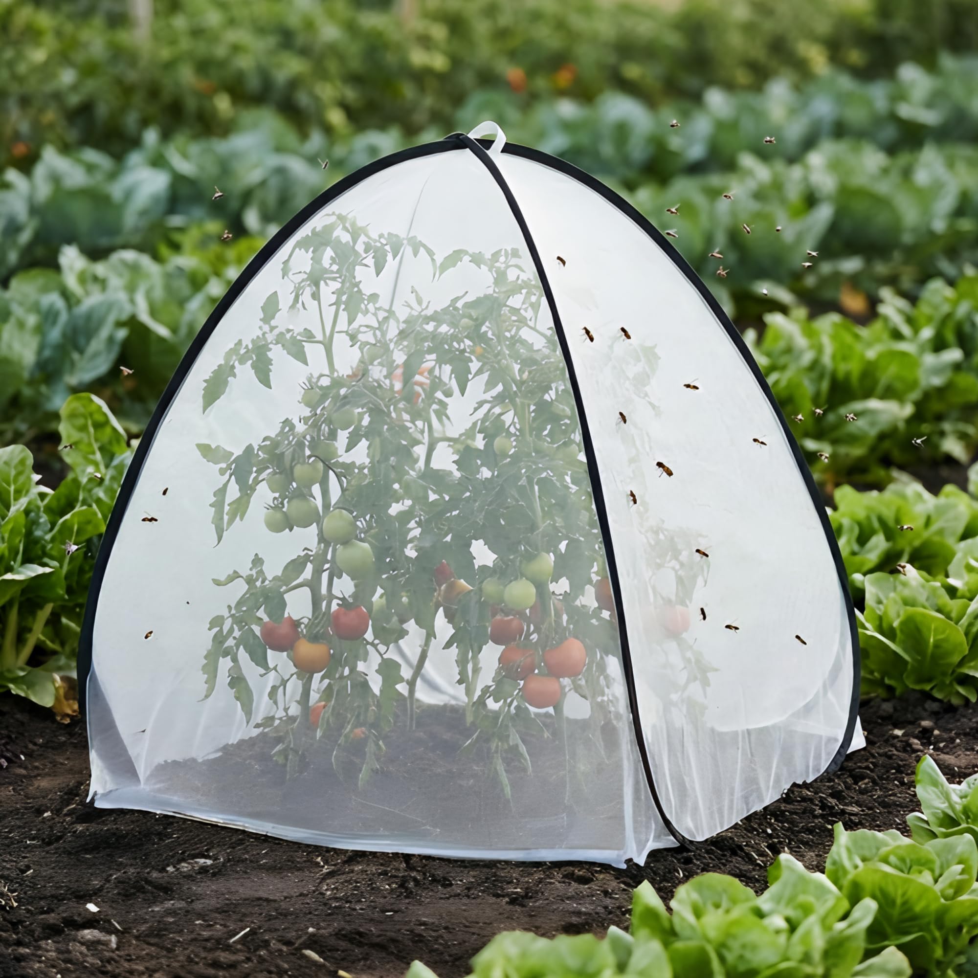 PURPLE STAR 1N tent in use over potted tomato plant preventing insect damage