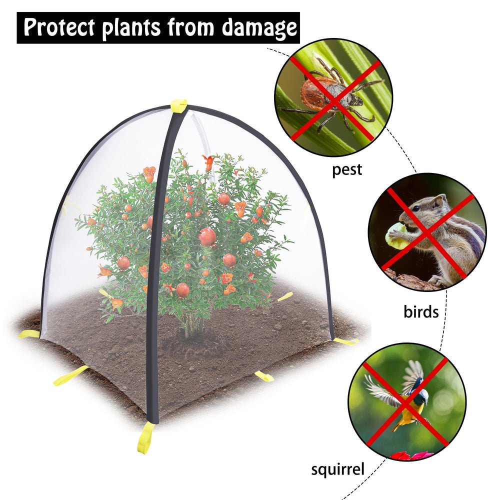 PURPLE STAR 1N tent over strawberry plants showing protection from birds and bugs