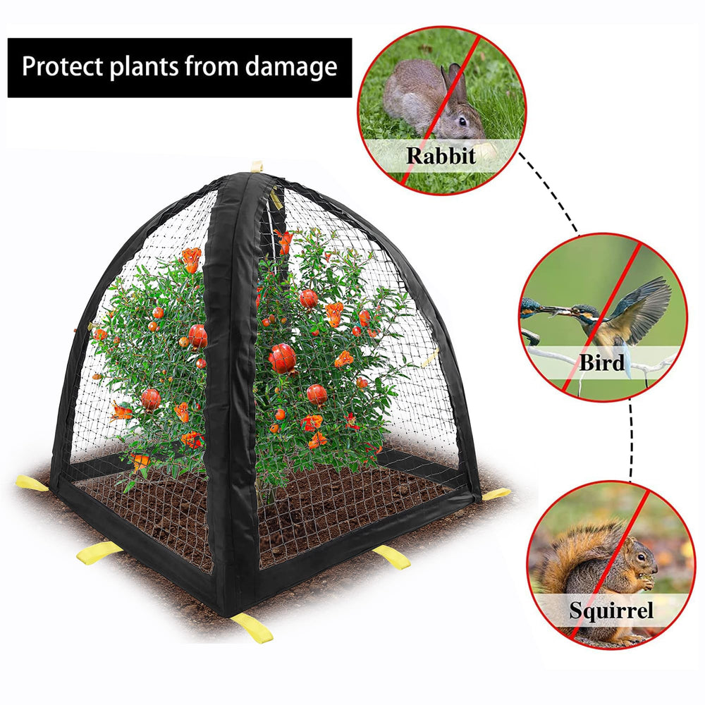 PURPLE STAR 1N tent in use over potted tomatoes protecting fruit from birds