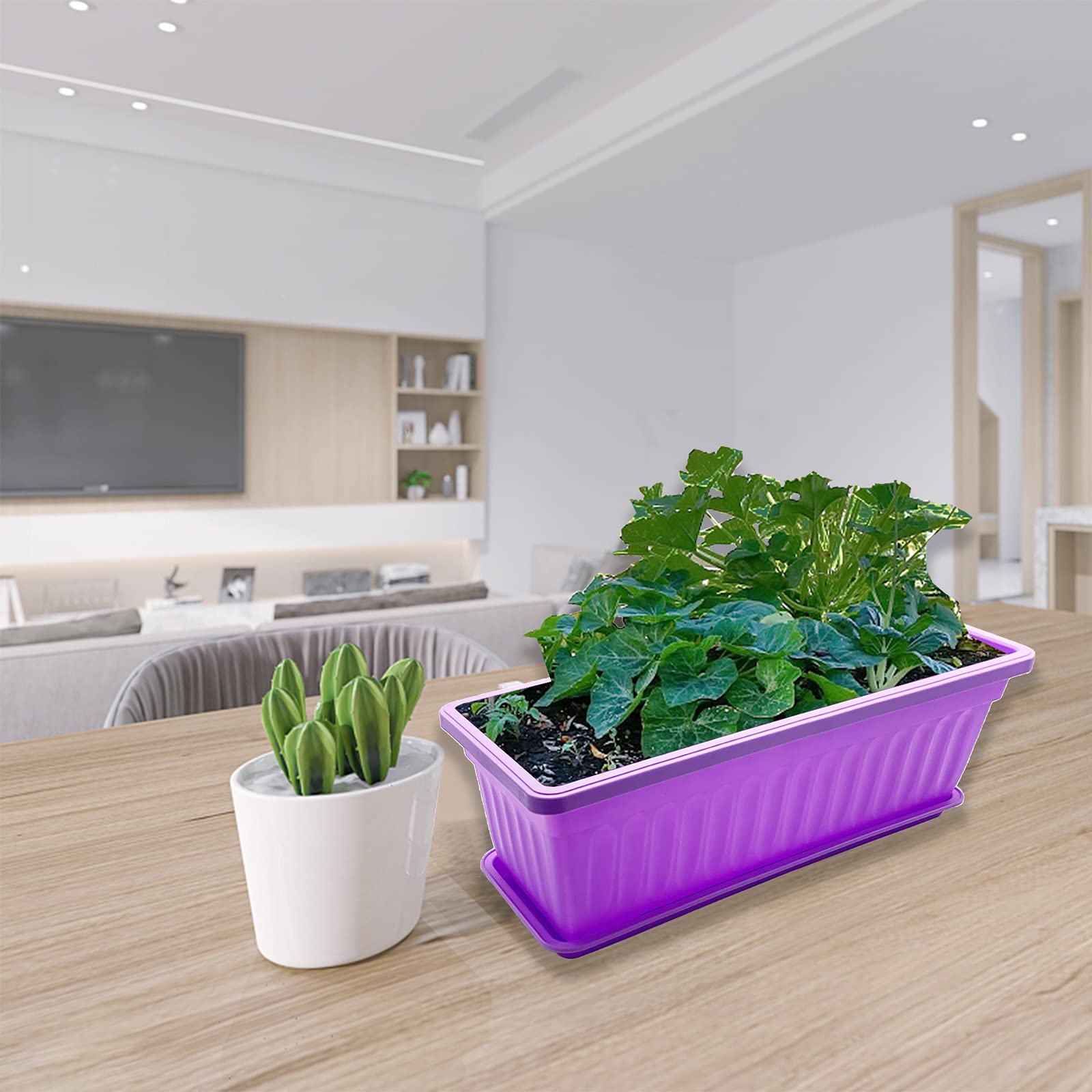 PURPLE STAR 1N on kitchen windowsill with herbs demonstrating quick access and fresh garnish
