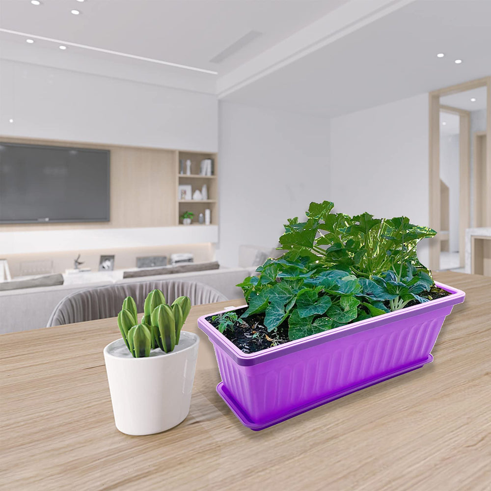 PURPLE STAR 1N on kitchen windowsill with herbs demonstrating quick access and fresh garnish