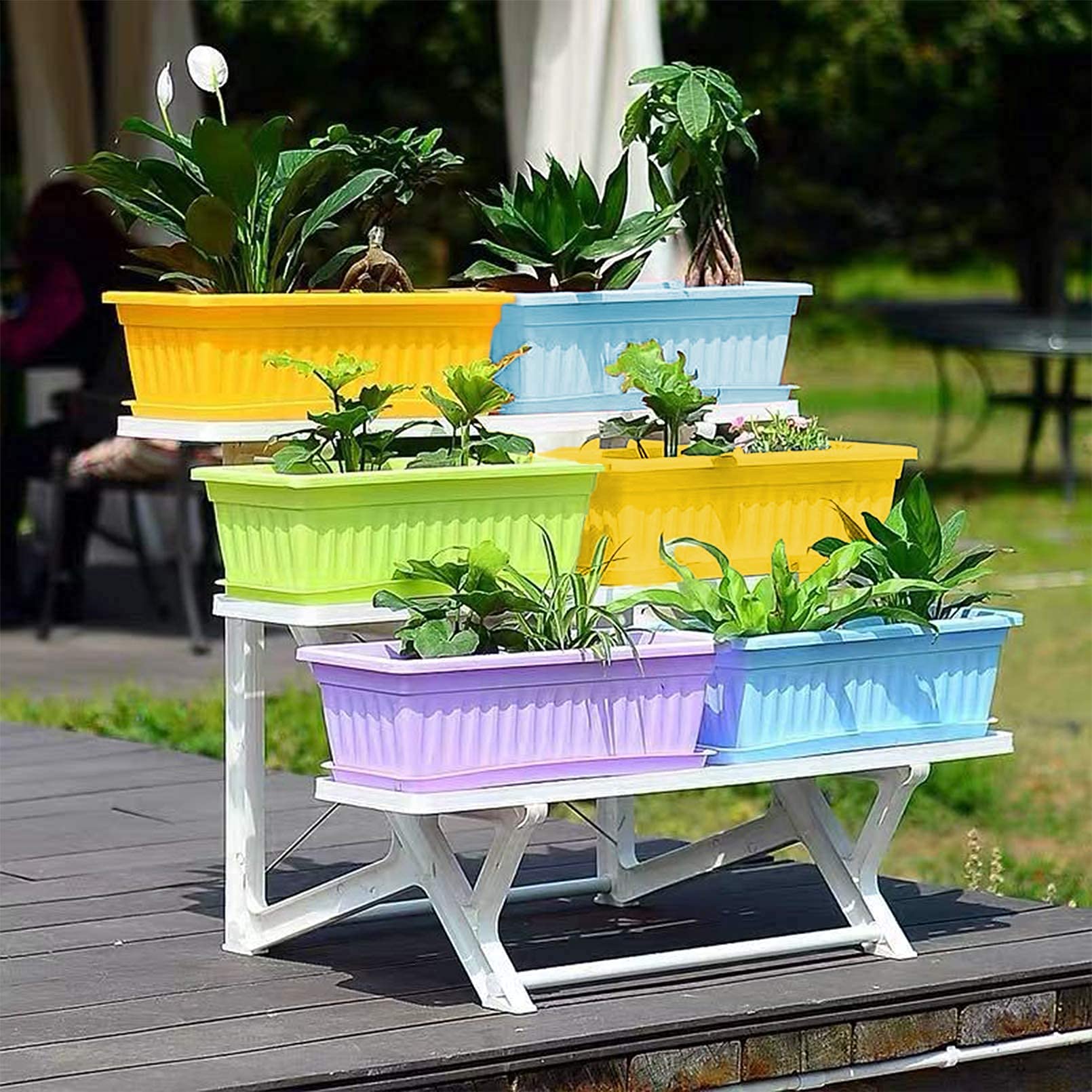 PURPLE STAR 1N size comparison beside ruler showing 16.8-inch length for planting choices