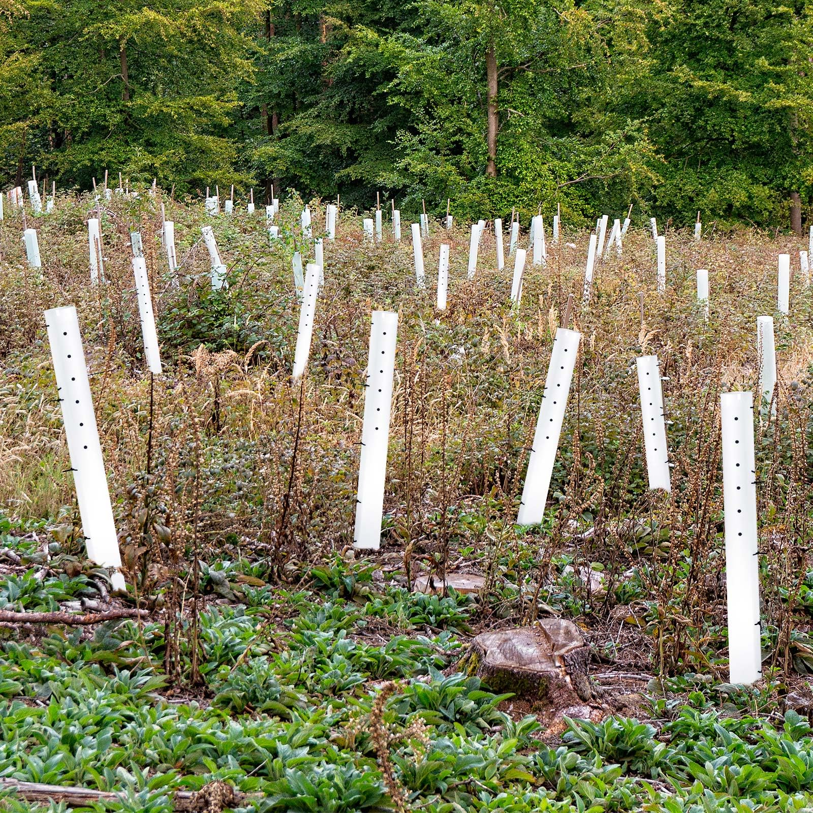 Pushglossy tubes installed across a garden demonstrating orderly plant protection