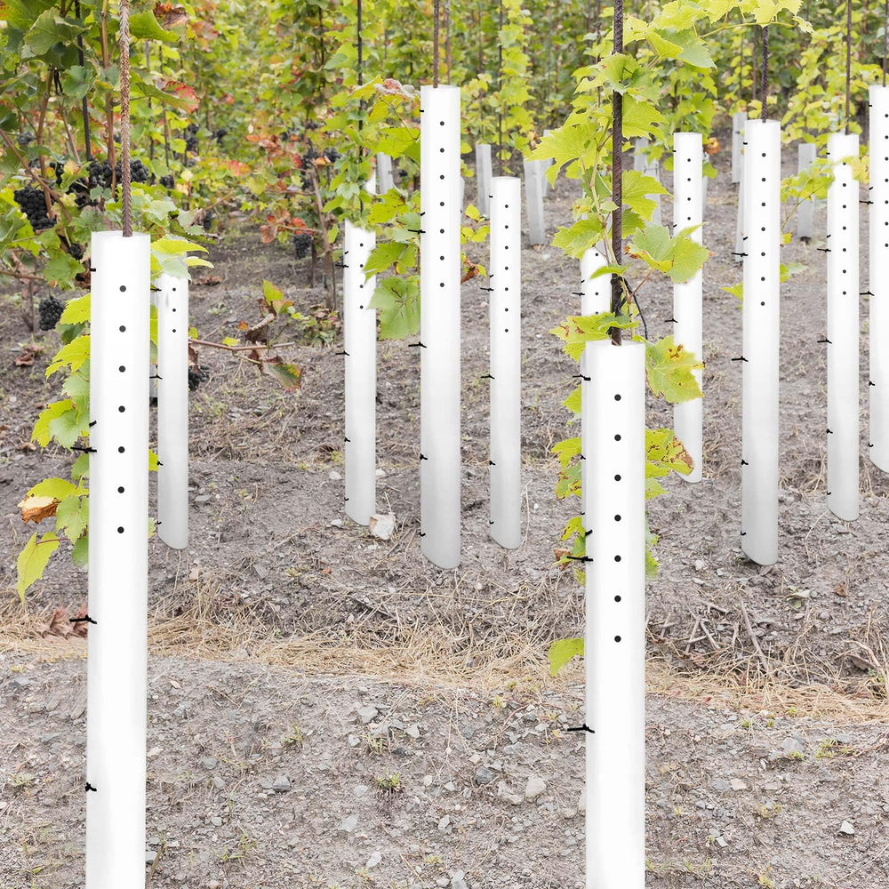 Pushglossy installed tube around sapling protecting trunk from deer and rodents
