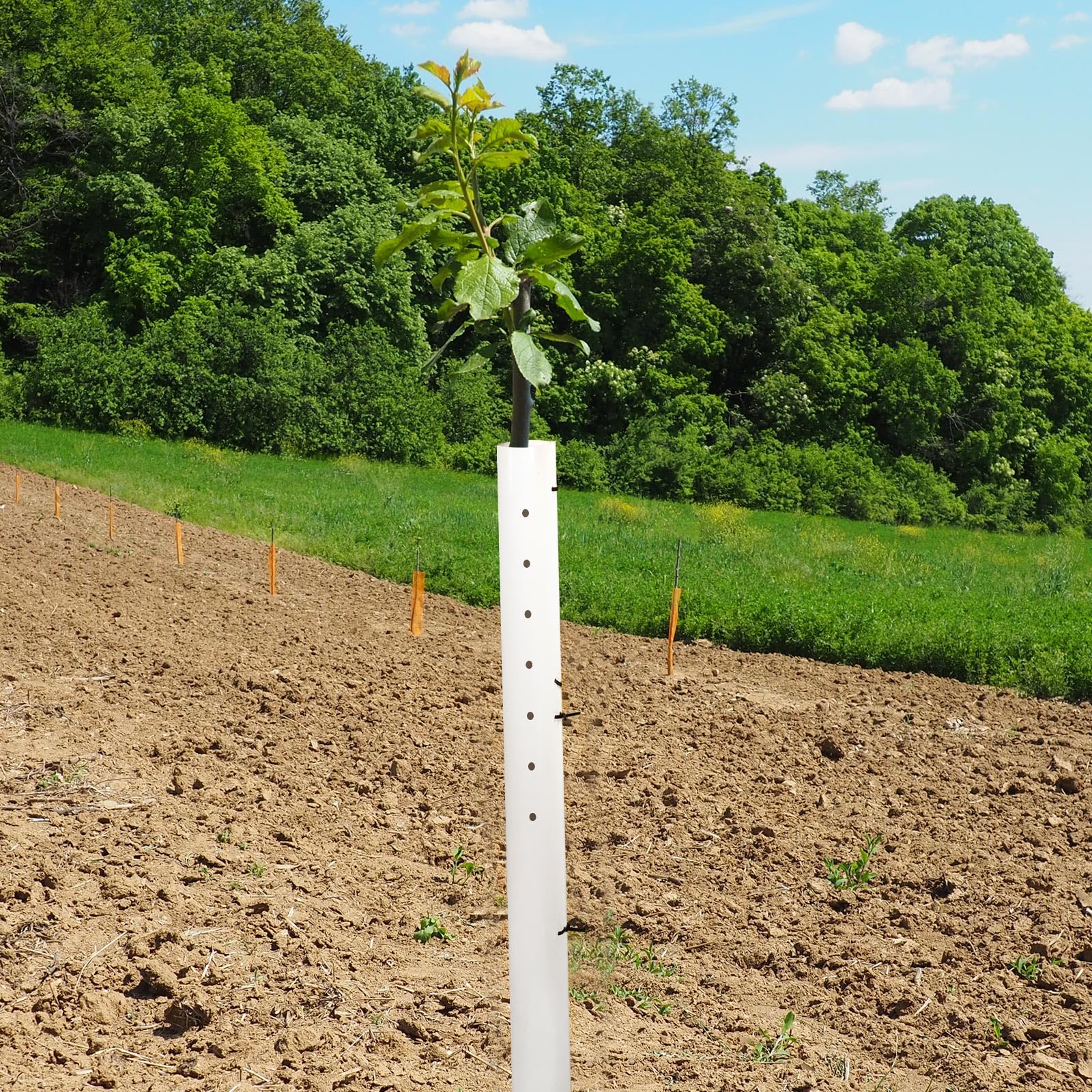 Pushglossy tube next to person showing scale and coverage benefit