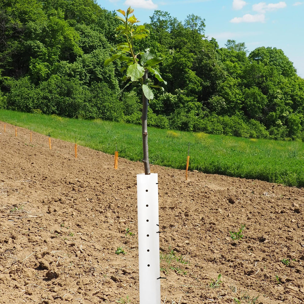 Pushglossy tube next to a ruler illustrating 36-inch height for growth
