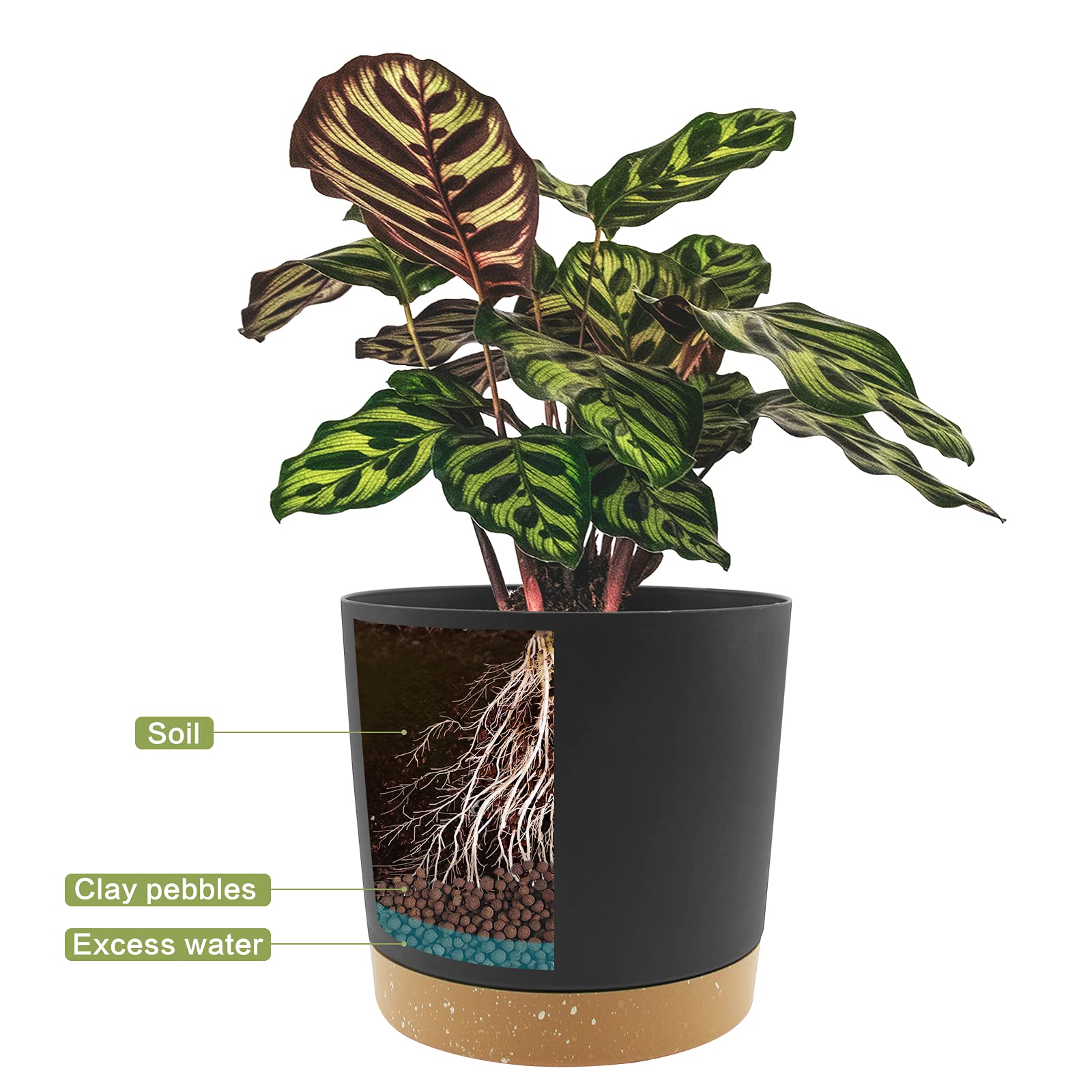 QCQHDU planter in use with snake plant demonstrating space-saving growth