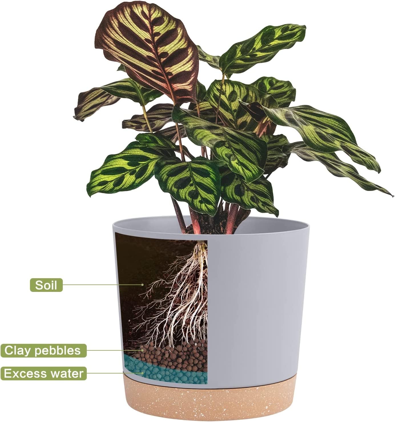 QCQHDU 10 inch pot styled with succulent demonstrating attractive indoor display
