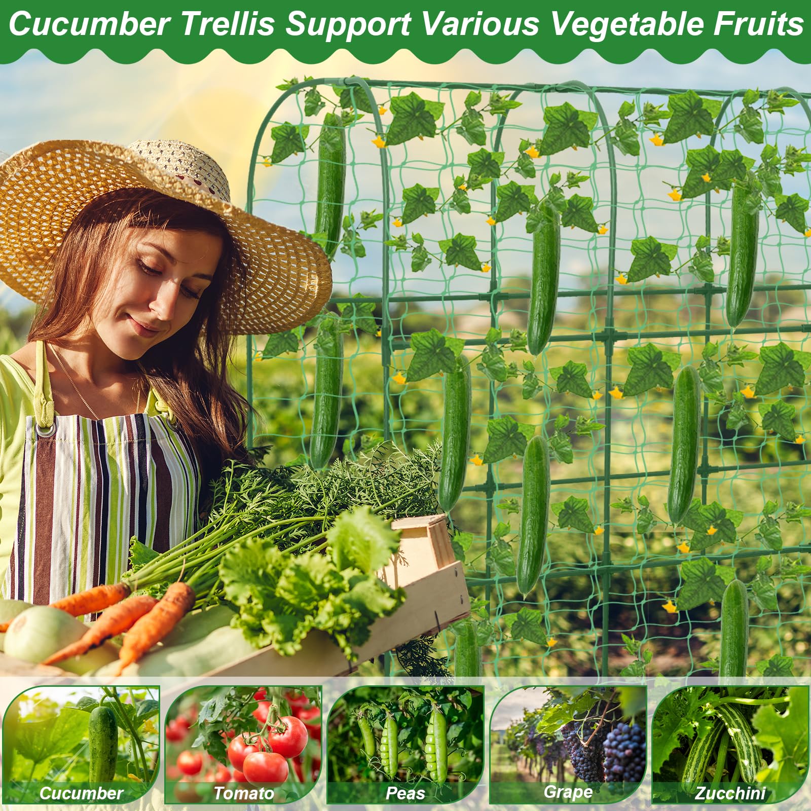Qinzave cucumbers hanging from trellis demonstrating cleaner harvests