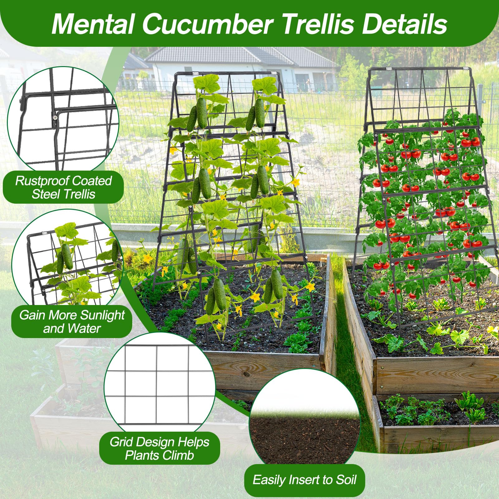 Qinzave harvesting cucumbers from trellis improving access and cleaner fruit benefit