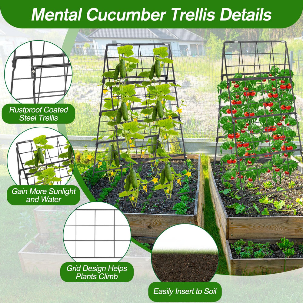 Qinzave harvesting cucumbers from trellis improving access and cleaner fruit benefit