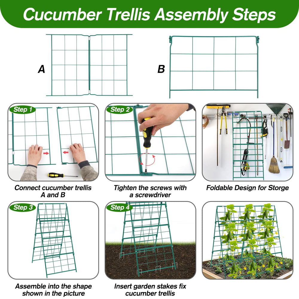 Qinzave harvesting cucumbers from trellis demonstrating easier picking and cleaner fruit