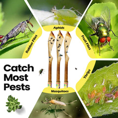 Qualirey hanging in kitchen near fruit bowl reducing flying pests benefit