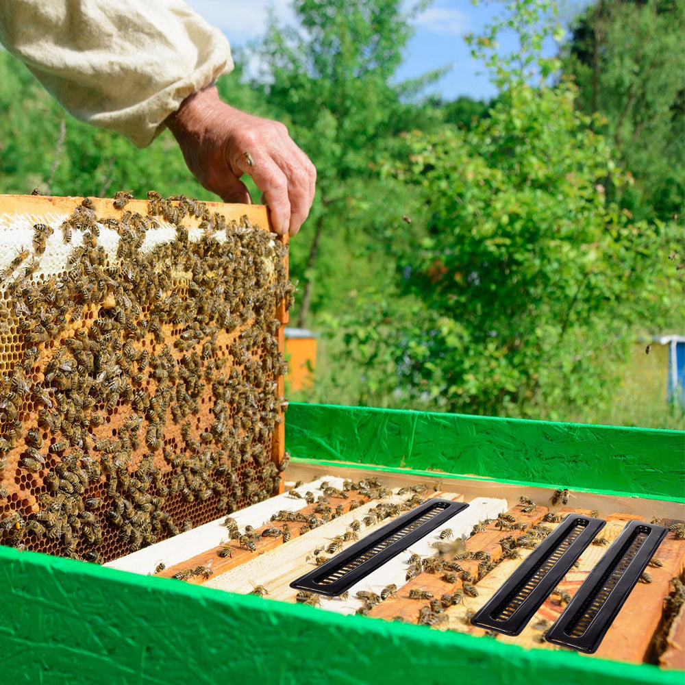 Qualirey traps staged in an outdoor apiary showing readiness for multi-hive use