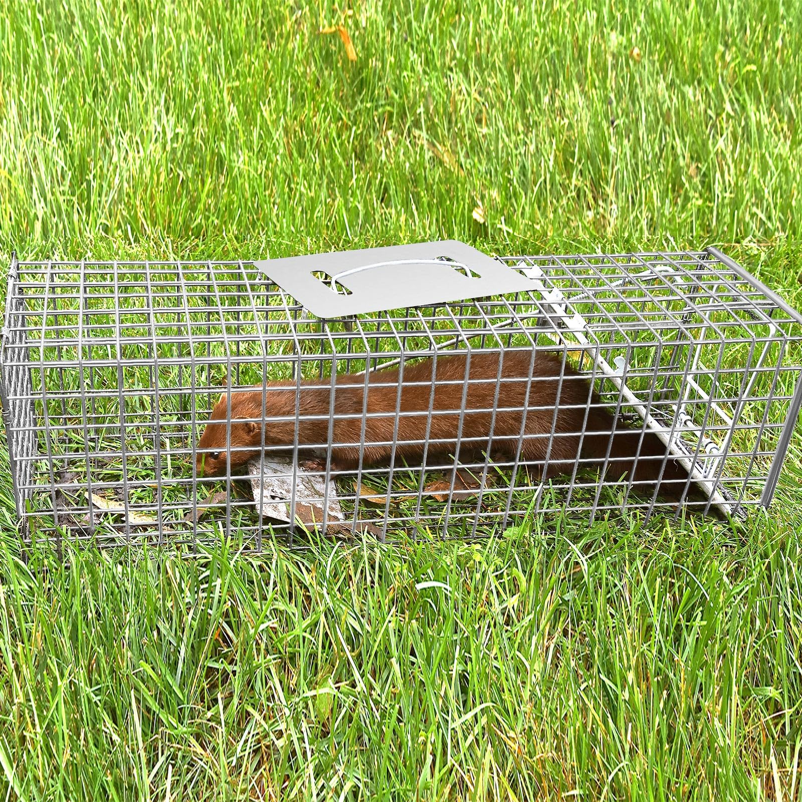 Qualirey trap beside ruler showing 24.41 x 7.09 x 8.27 inch scale for size clarity
