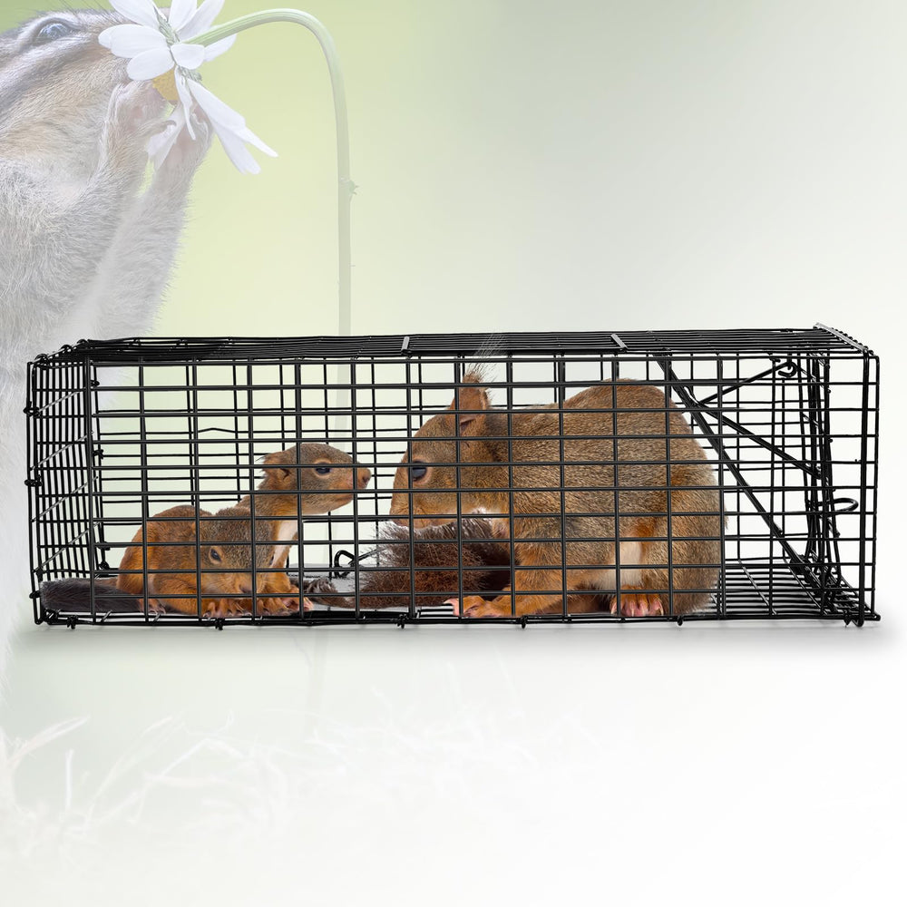 Qualirey trap next to ruler showing 16 x 5 x 5 inch scale for correct sizing benefit