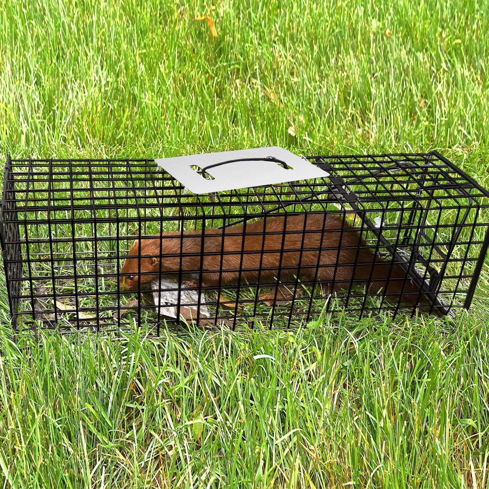 Qualirey trap next to ruler showing dimensions and clear size reference