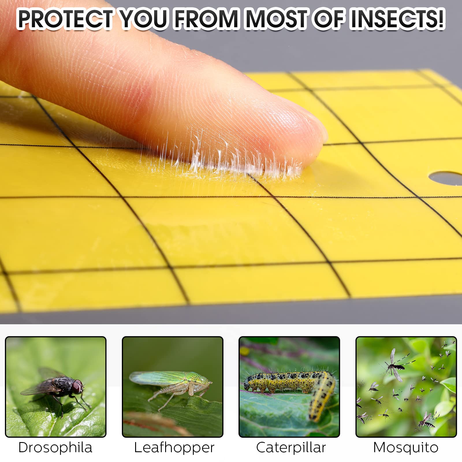 Qualirey trap with caught gnats close-up showing effective insect capture