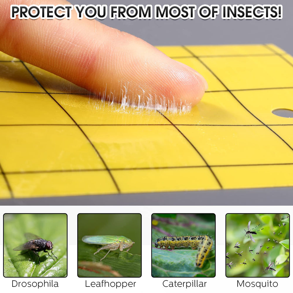 Qualirey trap with caught gnats close-up showing effective insect capture