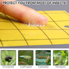 Qualirey trap with caught gnats close-up showing effective insect capture