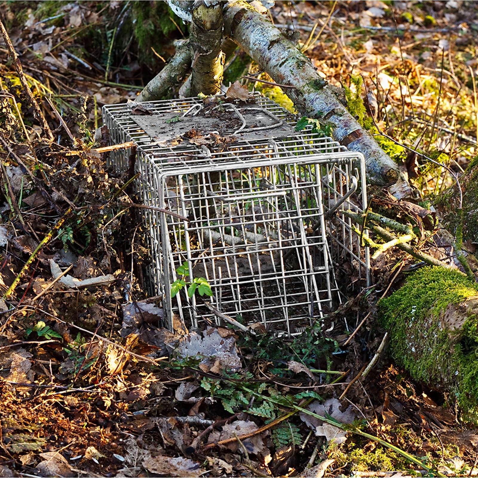 Qualirey trap set in backyard capturing small mammal safely for relocation benefit