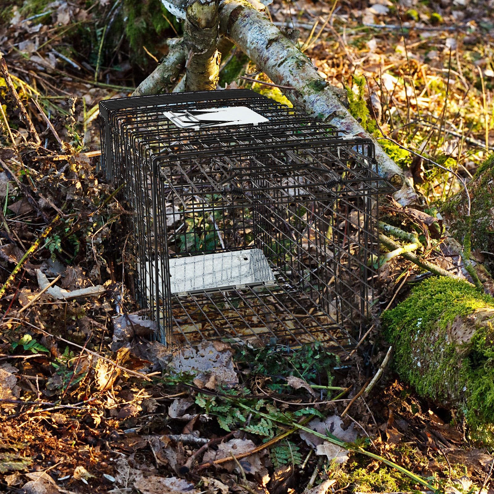 Qualirey trap set with bait inside illustrating easy setup and effective capture benefit