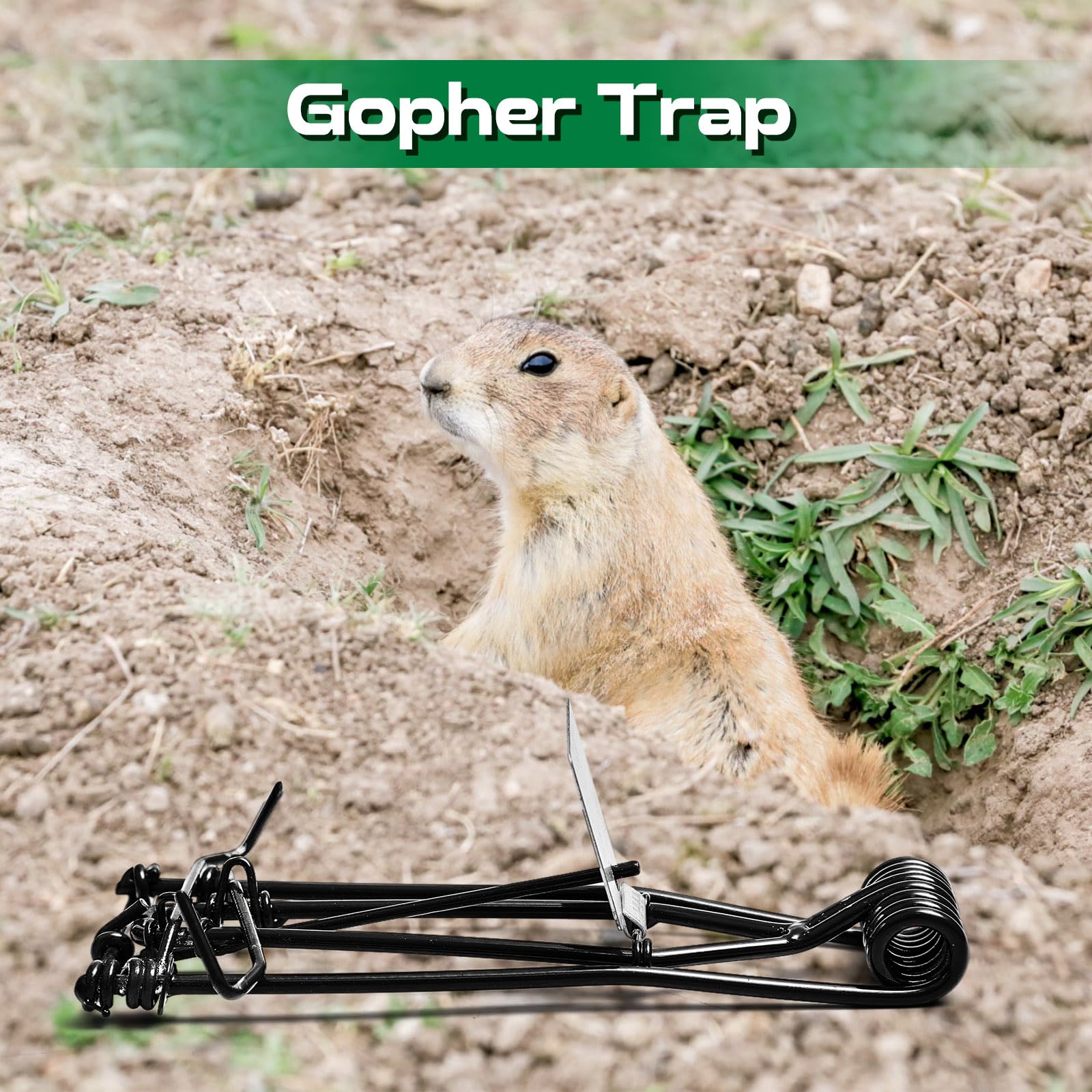 Qualirey twelve traps together showing bulk supply for repeated use