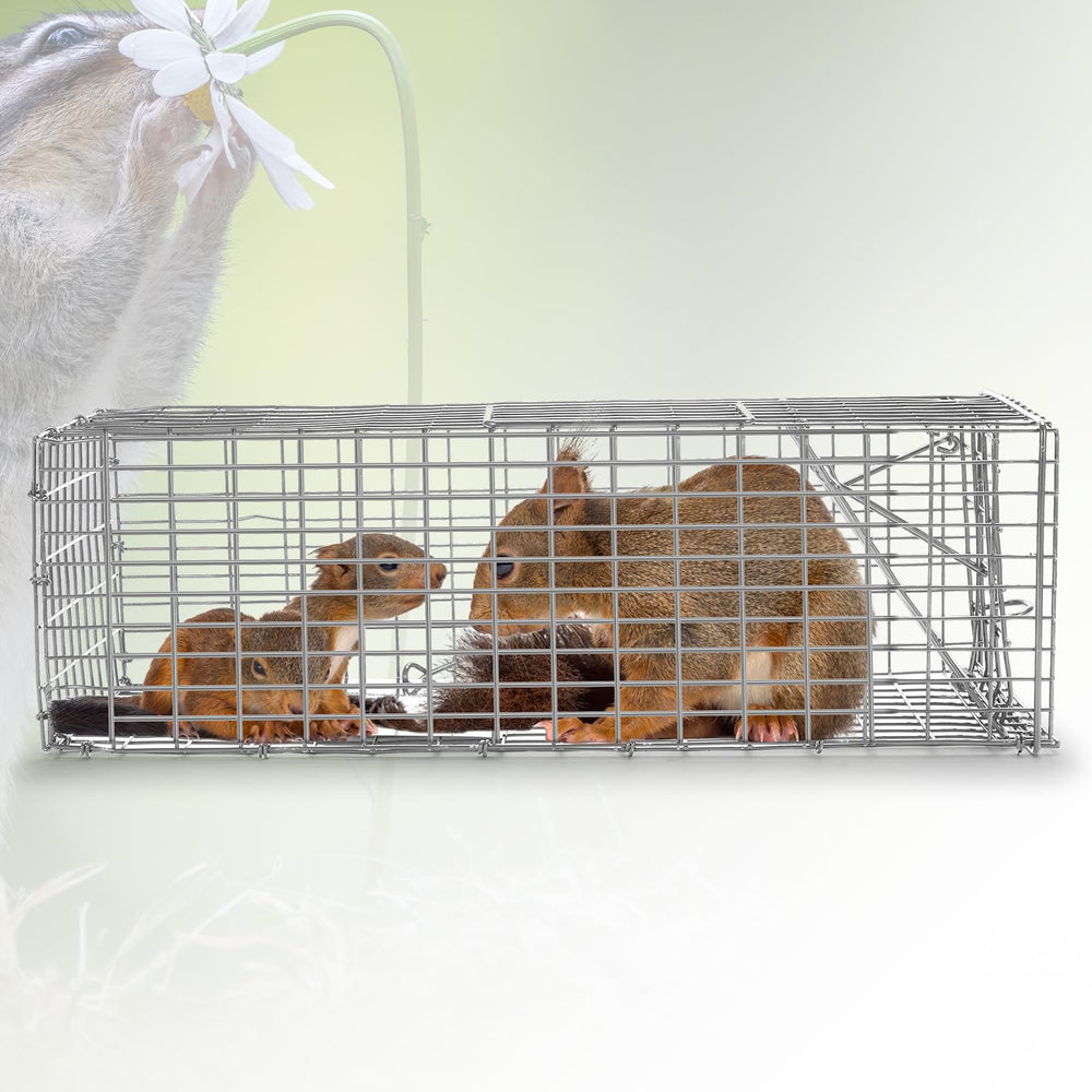 Qualirey two traps stacked to show package quantity and multi-site coverage benefit