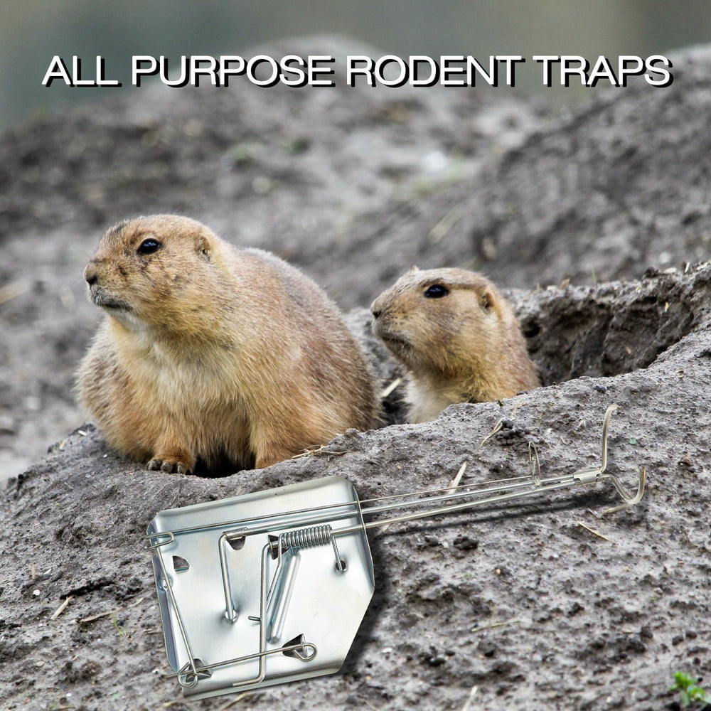 Qualirey four traps neatly stored in box showing organized storage and easy transport