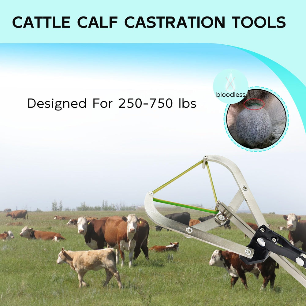 QUANSUPPLY bander in use on a large calf illustrating proper fit and controlled application