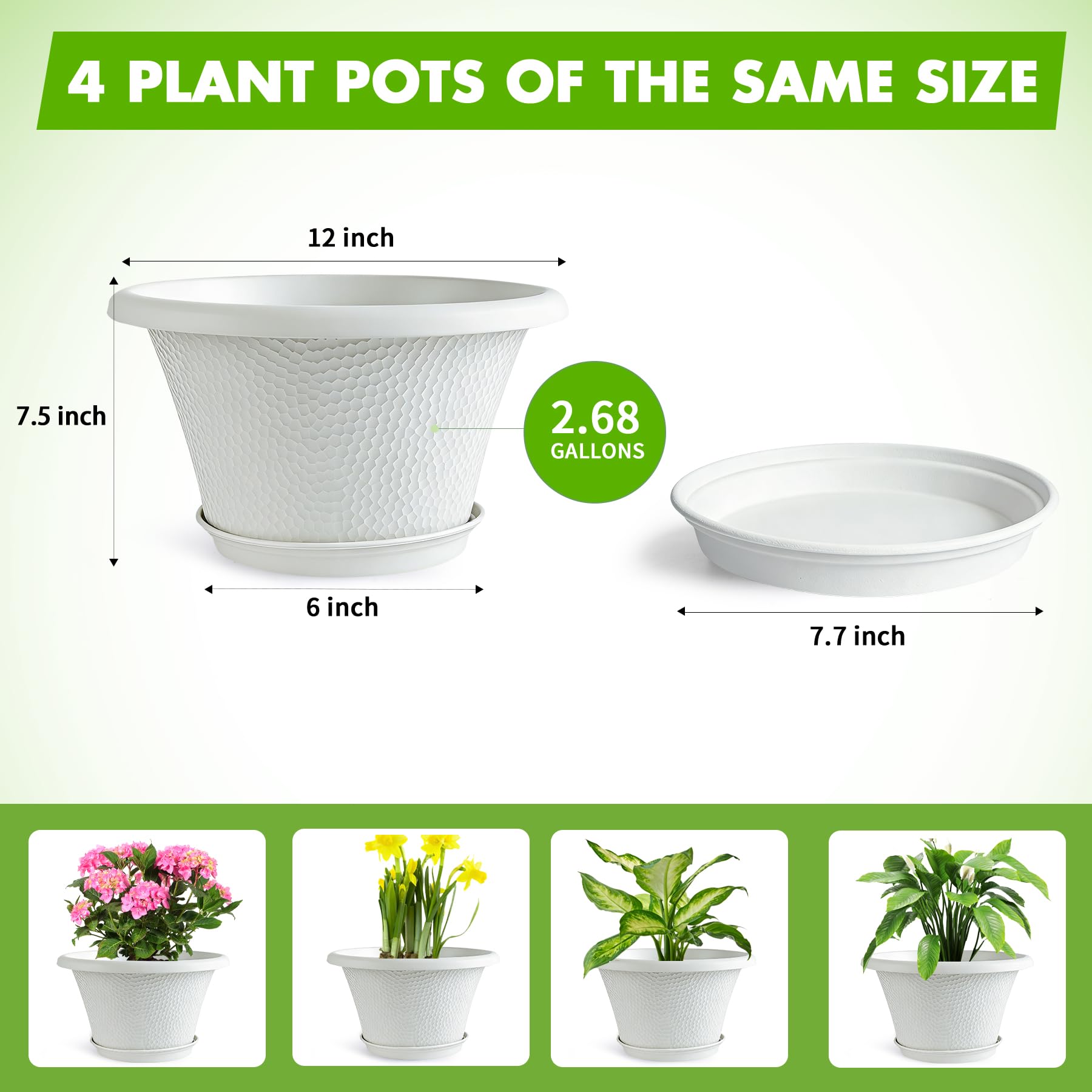 Quarut pot planted with Majesty Palm demonstrating healthy foliage display