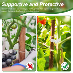 Qunclay clip securing a tomato stem, gentle support benefit